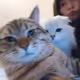 jintiao