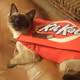 thekitcat