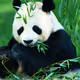 Panda_loves_bamboo