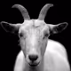 CalmGoat