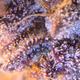 docstrains