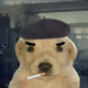 degendoggos