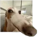 yevana