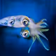 squidGAN