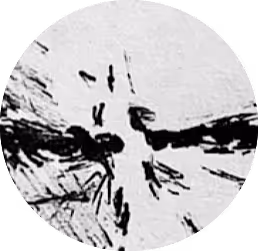 OpenSea profile picture for @HACR