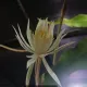 ANGINKENCANG