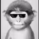niceape010