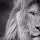 lionFT