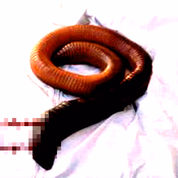 OpenSea banner for @Tapeworm
