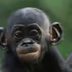 King_Bonobo