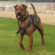 dragonhound