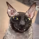 0xbf7ac0b8e8c7eefd66871403ef6e02e318eada13