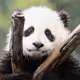 pitabreadpanda12