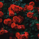 mac_red_rose