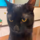 omi_cat