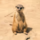mrmeerkat