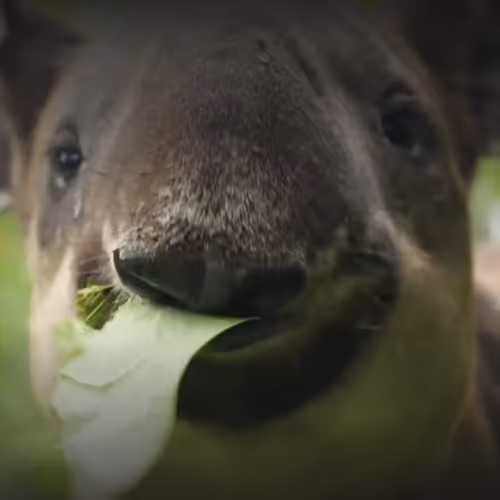 OpenSea profile picture for @Biodiversity