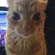 cat-vault