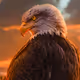 FalconLee