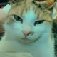 0xc0a32e645de6677d3b0fd9e1f65ca6fc9f2abefa