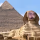 leozuxu