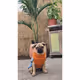 Puggin