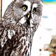 KrissyOwl