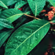Akudewe
