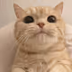 Catart_t