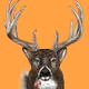 Jaybird24