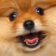Doginator_NFT