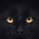 PURRveyor