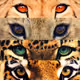 felinos