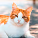 katcheeto