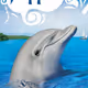 FlipperLeDauphin