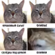 four_cats