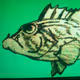 Grouper64