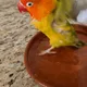 Digo