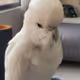 LinaLuo