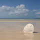 1sanddollar