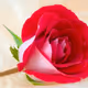 0xc2eed1658d03bc4aa7d44a60f73efb941a08e9a0