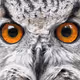 SqueakyOwl