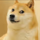 NFTnooooob