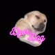 DYOR-DOG