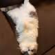 mosaku_bosscat