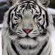0xc3f2f93806acd2611594c4205fbfc133fed2cd17