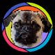 cryptobeans