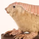 armadilloaded