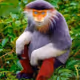 Nite_Owl