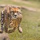 caty46